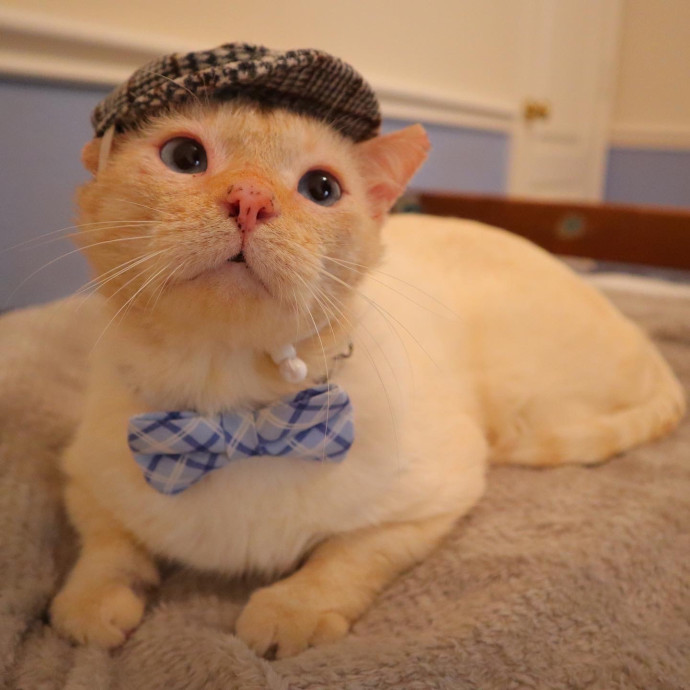 Loving Cat Sitter photo 3
