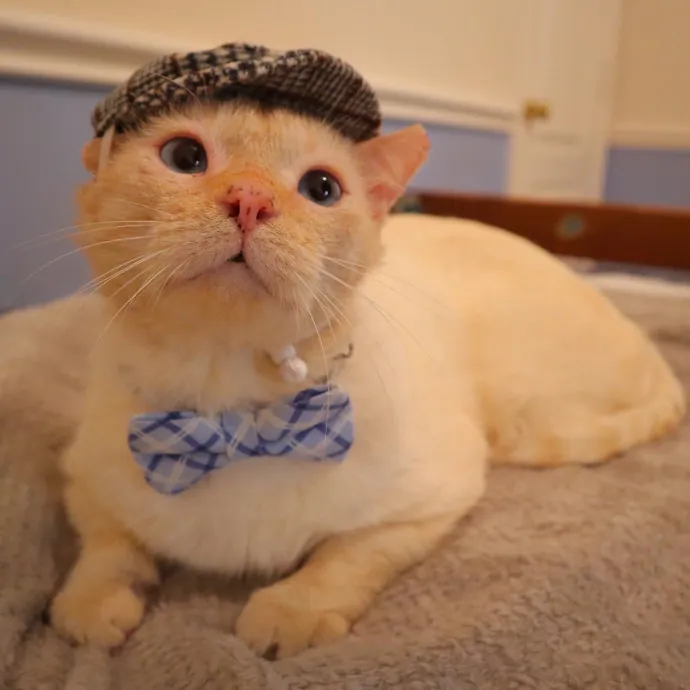 Loving Cat Sitter photo 3