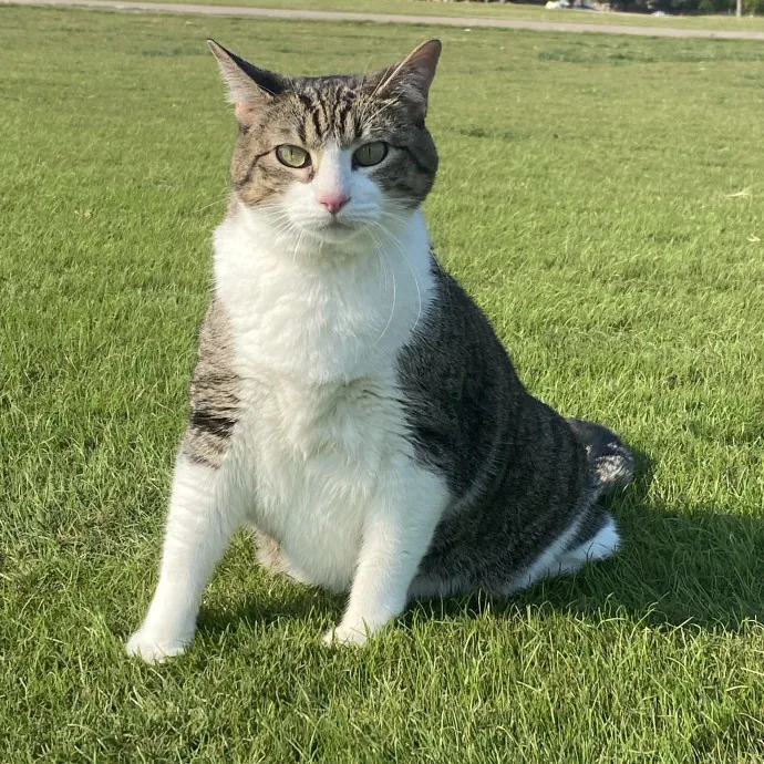 Loving Cat Sitter photo 2