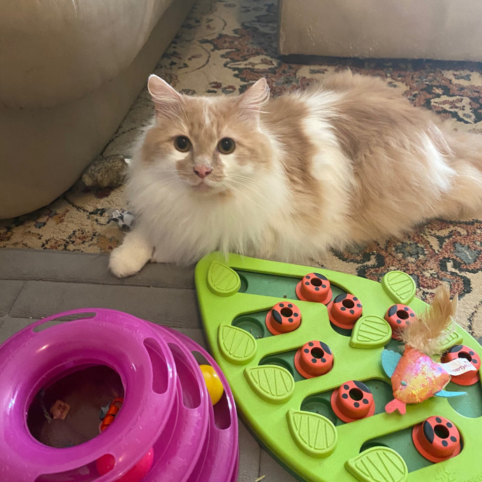 Your Perfect Cat Sitter
