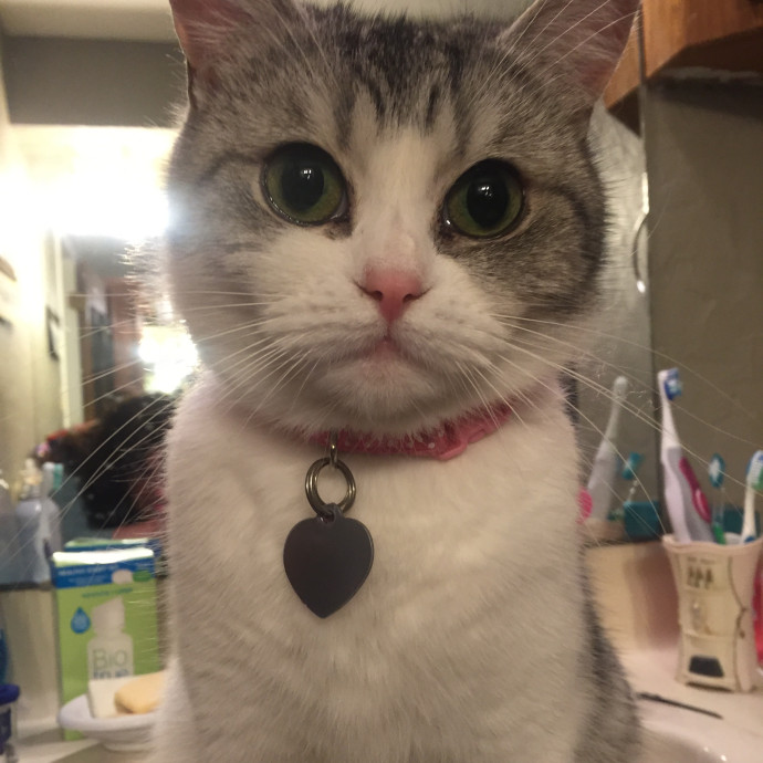 Your Perfect Cat Sitter