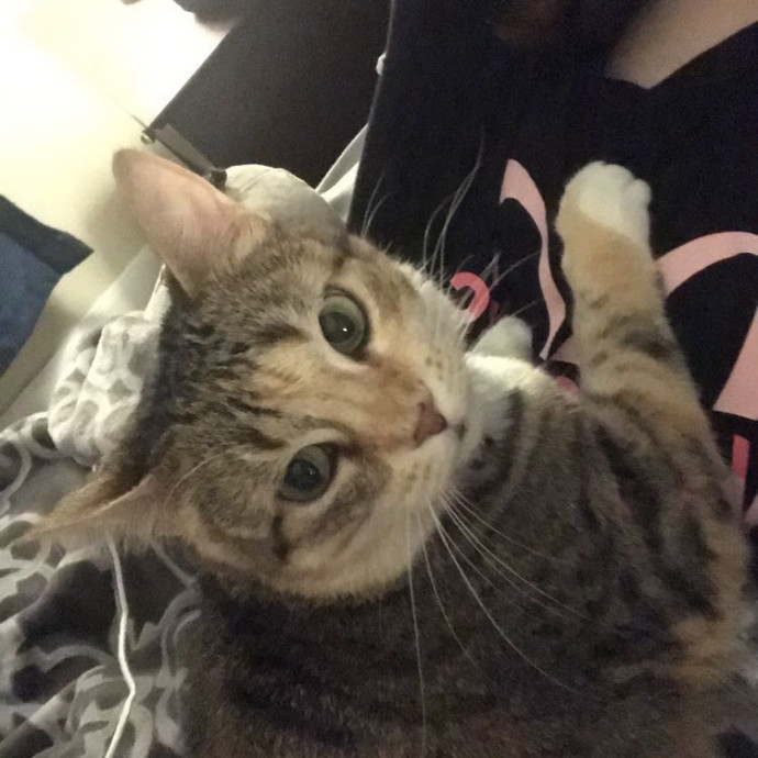 Your Perfect Cat Sitter photo 3