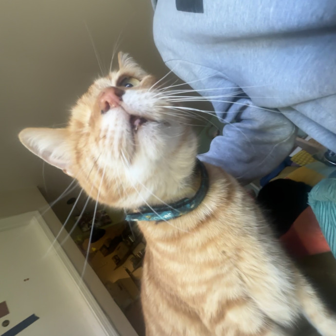 Moonmeow Cat Care