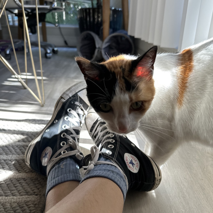 Moonmeow Cat Care