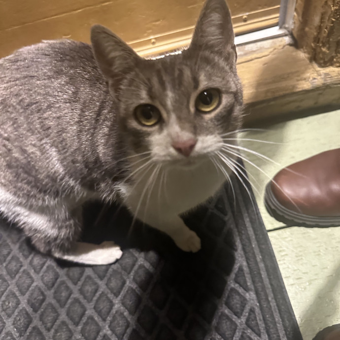 Moonmeow Cat Care