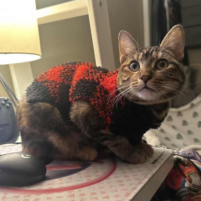 Moonmeow Cat Care