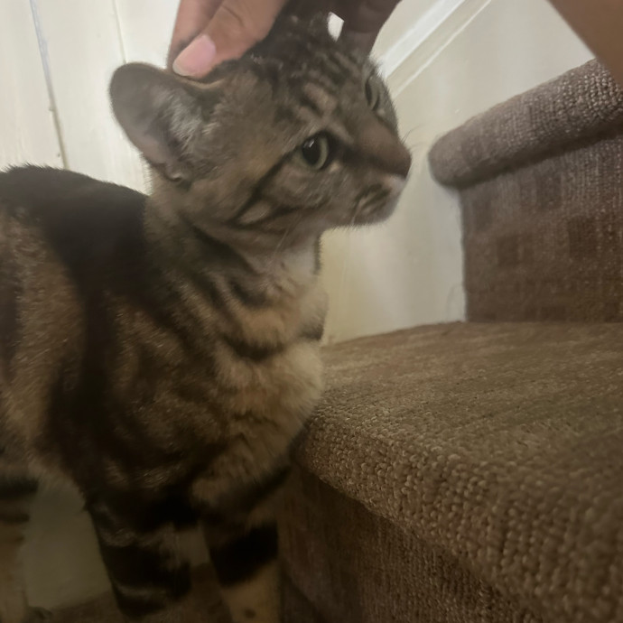 Moonmeow Cat Care photo 3