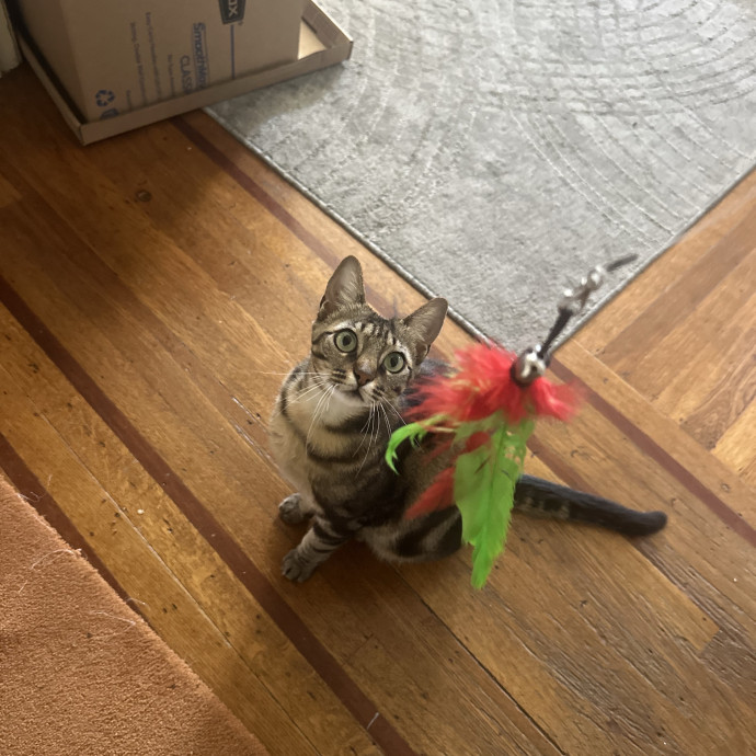 Moonmeow Cat Care photo 2