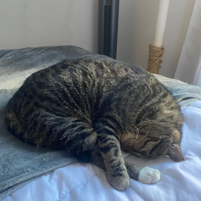 Kayla's Cat Sitting photo 4