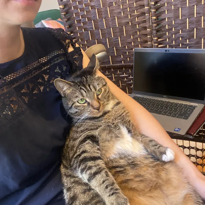 Kayla's Cat Sitting photo 3