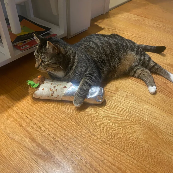 Kayla's Cat Sitting photo 2