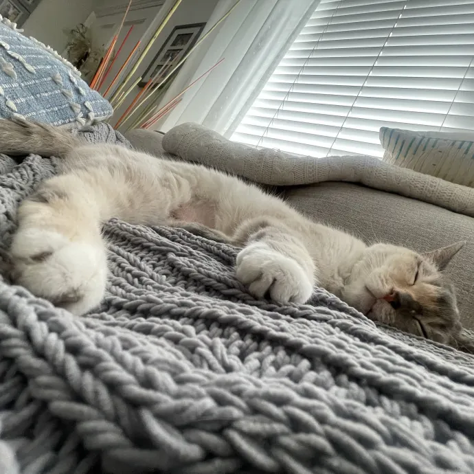 Loving Cat Sitter With Open Availability