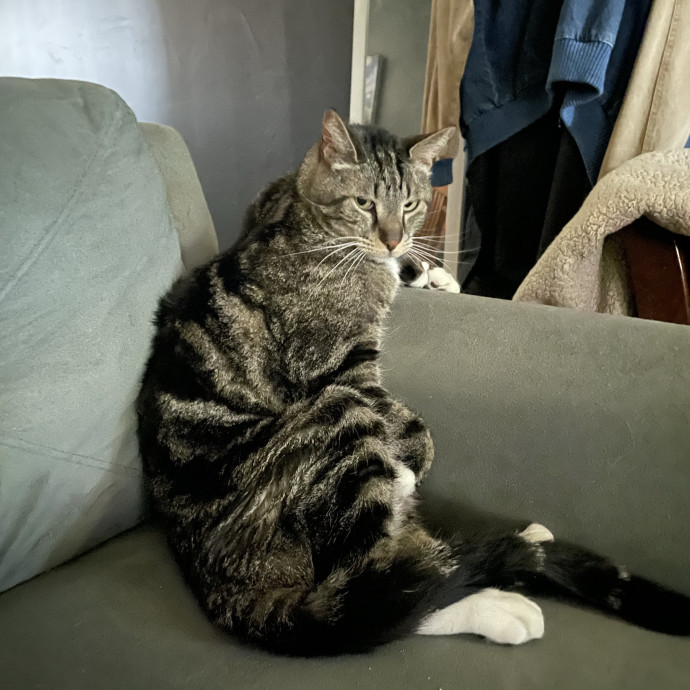 Loving Cat Sitter With Open Availability