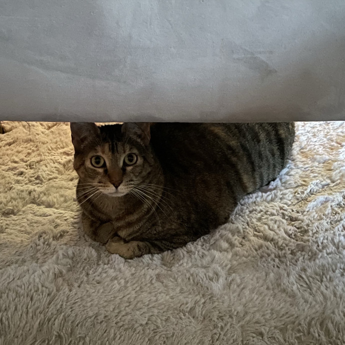 Loving Cat Sitter With Open Availability
