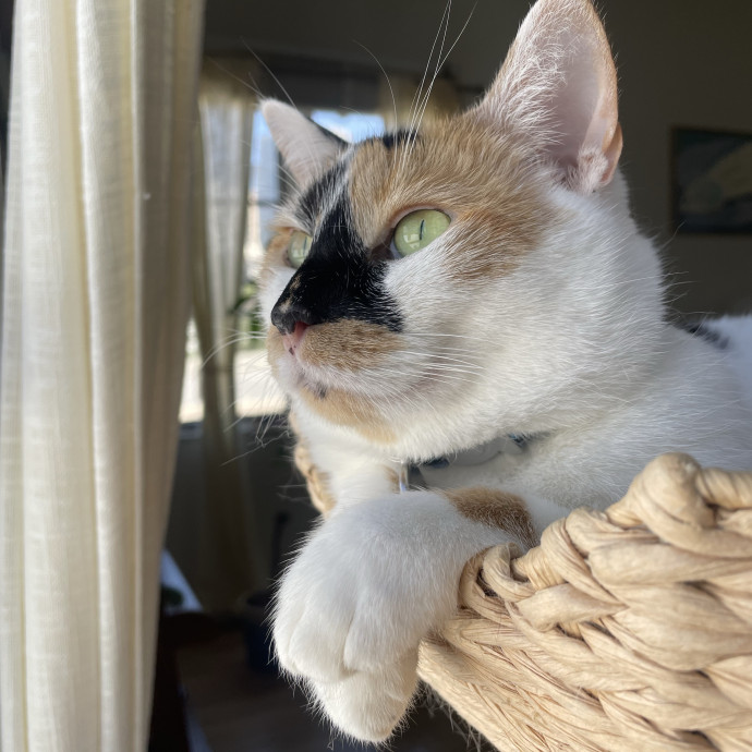 Loving Cat Sitter With Open Availability