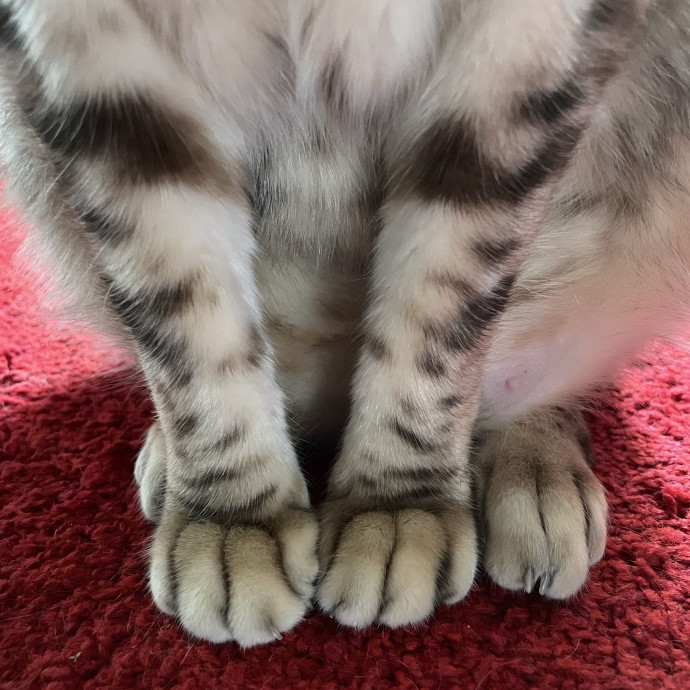 Loving Cat Sitter With Open Availability photo 3