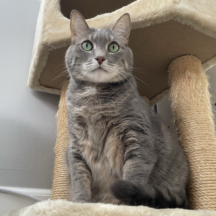 Loving Cat Sitter With Open Availability photo 2