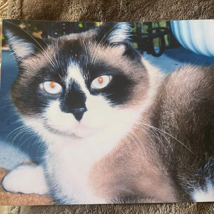 Christine's Mew York Kitty Sitting