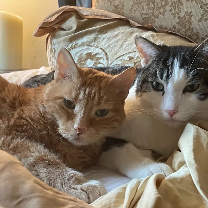 Christine's Mew York Kitty Sitting