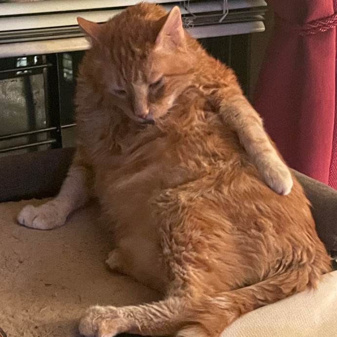 Christine's New York Kitty Sitting