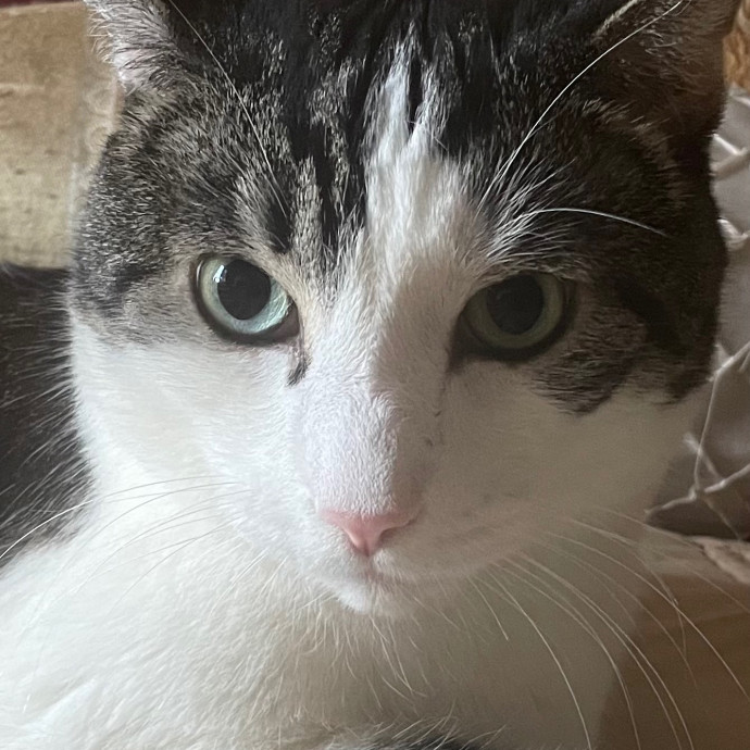 Christine's New York Kitty Sitting