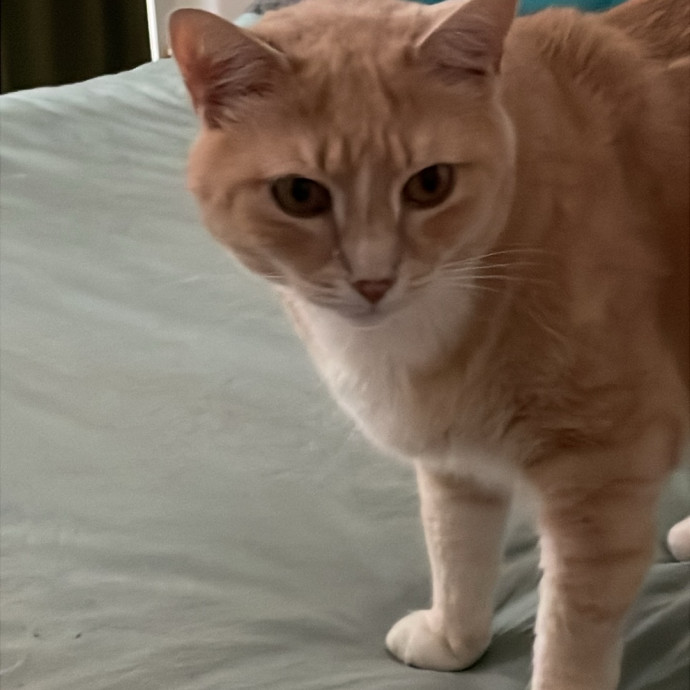 Christine's New York Kitty Sitting