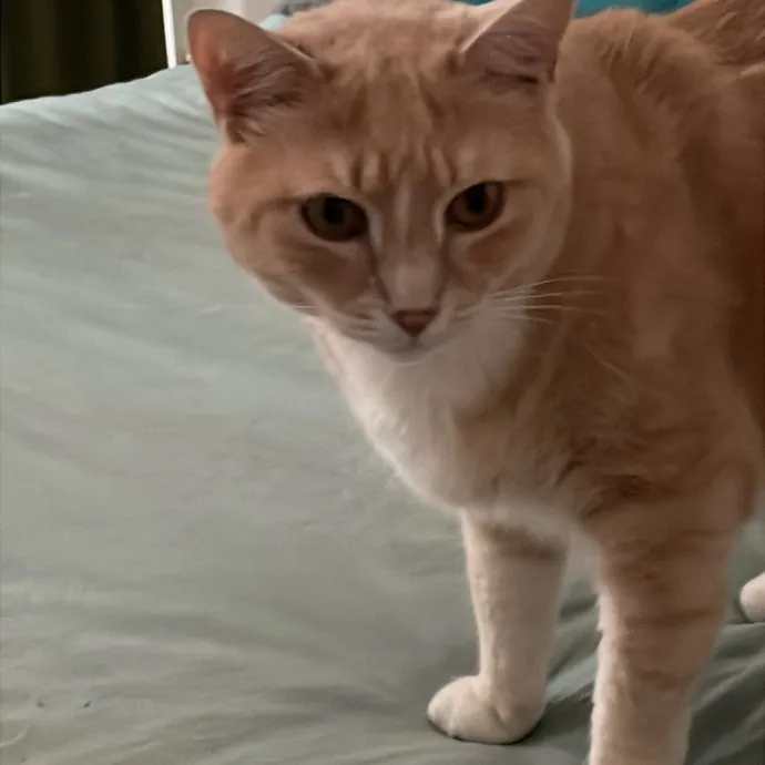 Christine's New York Kitty Sitting