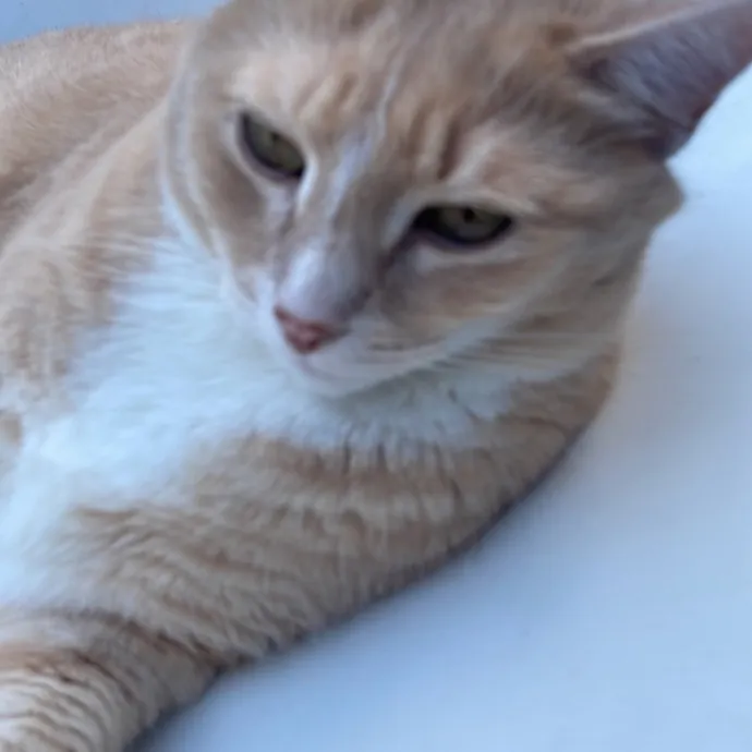 Christine's New York Kitty Sitting