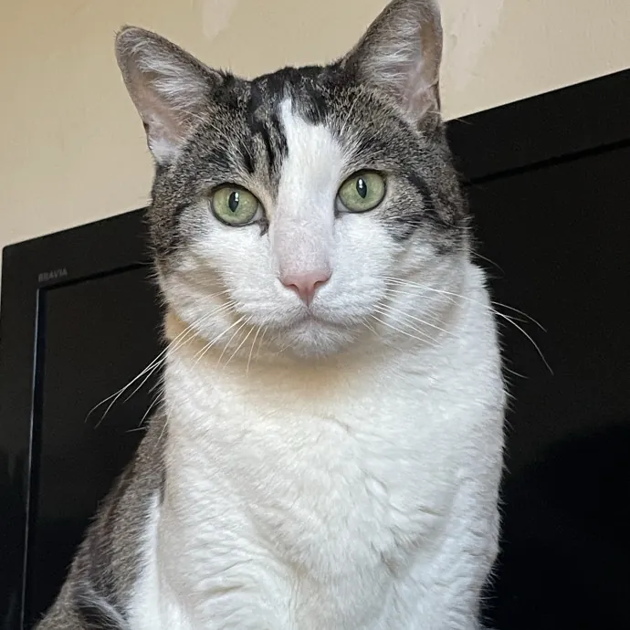 Christine's New York Kitty Sitting