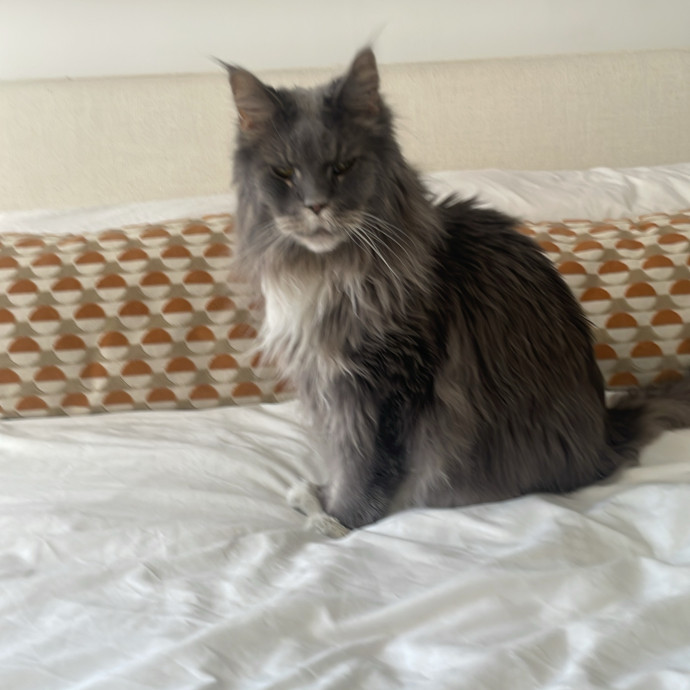 Christine's New York Kitty Sitting
