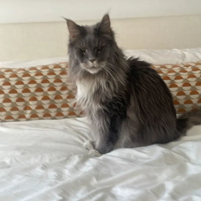 Christine's New York Kitty Sitting