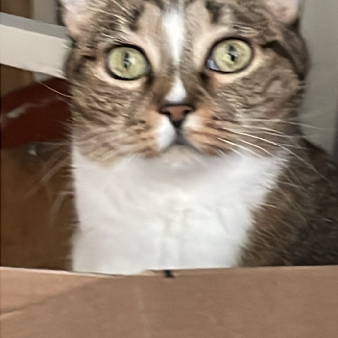 Christine's New York Kitty Sitting