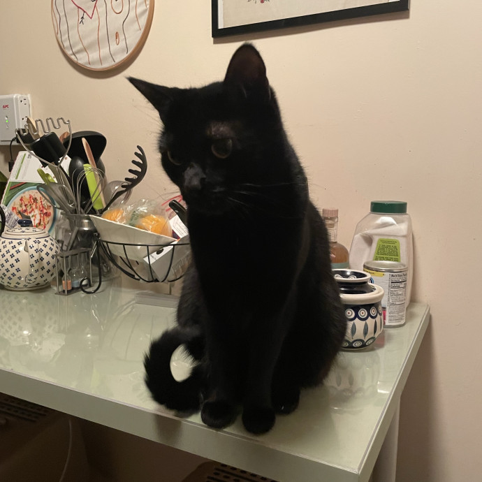 Christine's New York Kitty Sitting