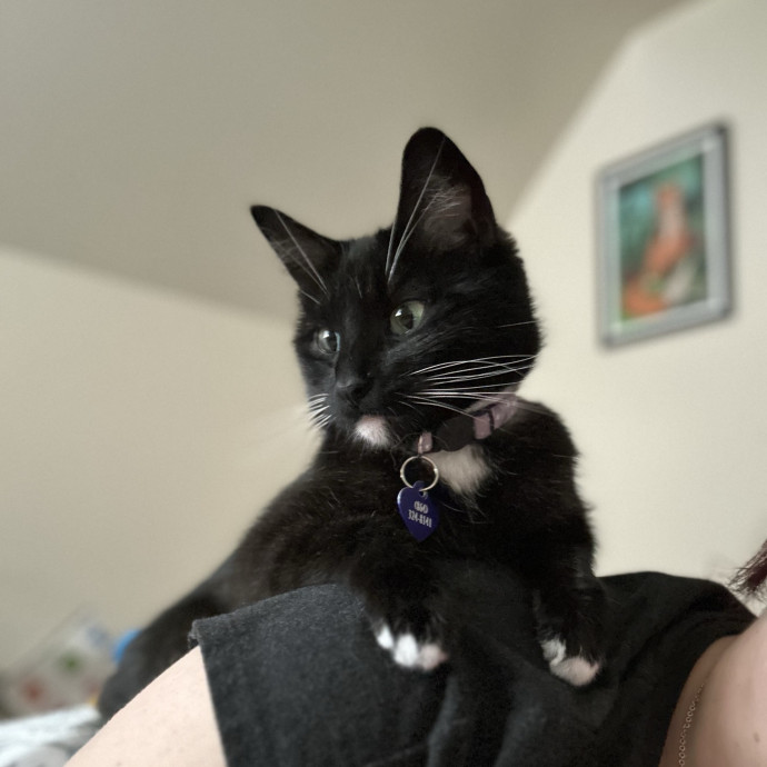 Em's Cat Care