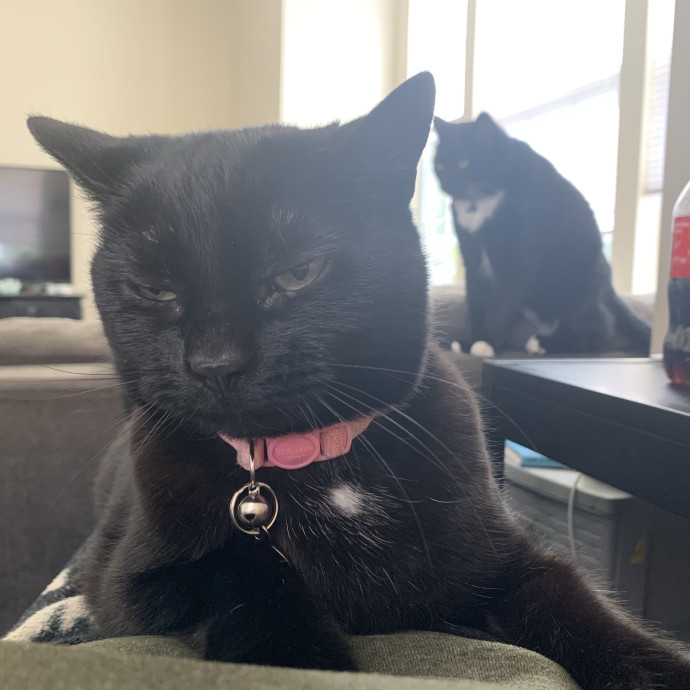 Em's Cat Care photo 3