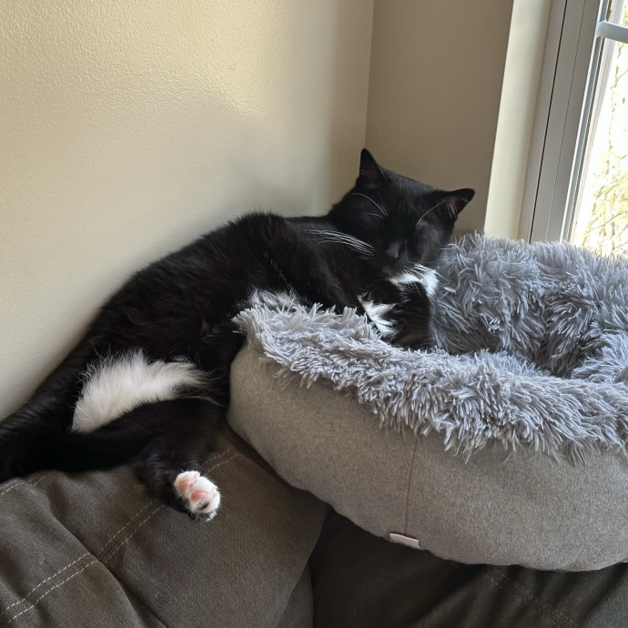 Em's Cat Care photo 2