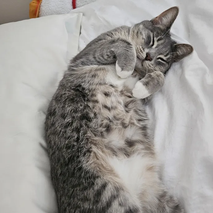 Cat Mom On Call