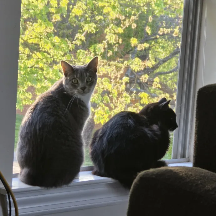 Cat Mom On Call