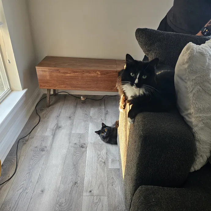 Cat Mom On Call photo 4