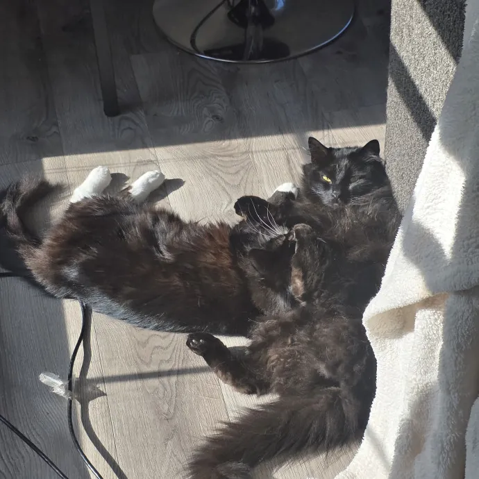 Cat Mom On Call photo 3