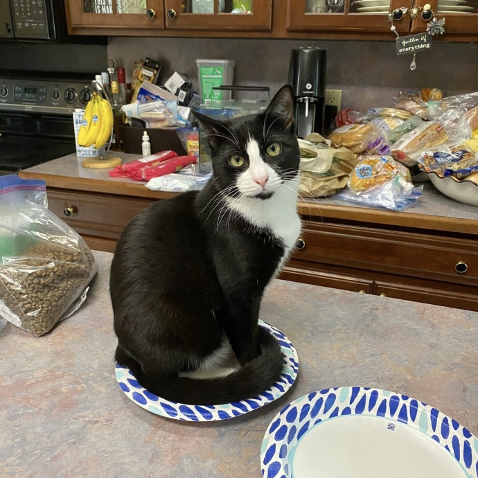 Dedicated Cat Caretaker
