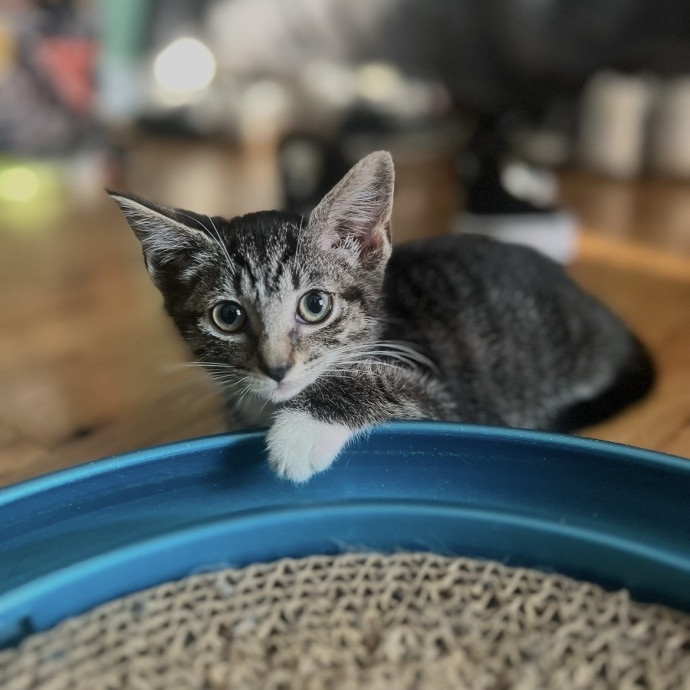 Dedicated Cat Caretaker