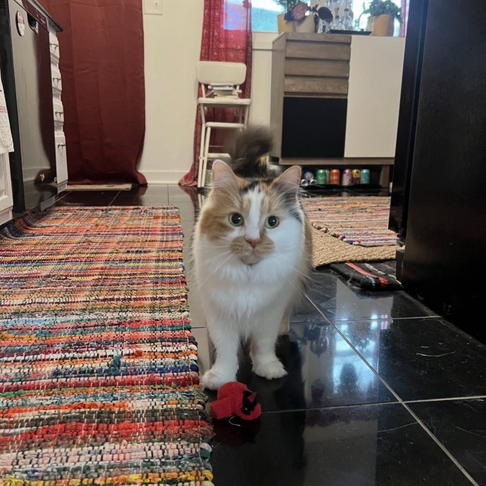 Dedicated Cat Caretaker