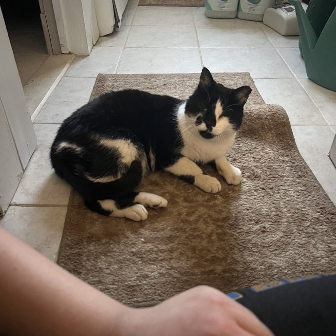 Dedicated Cat Caretaker