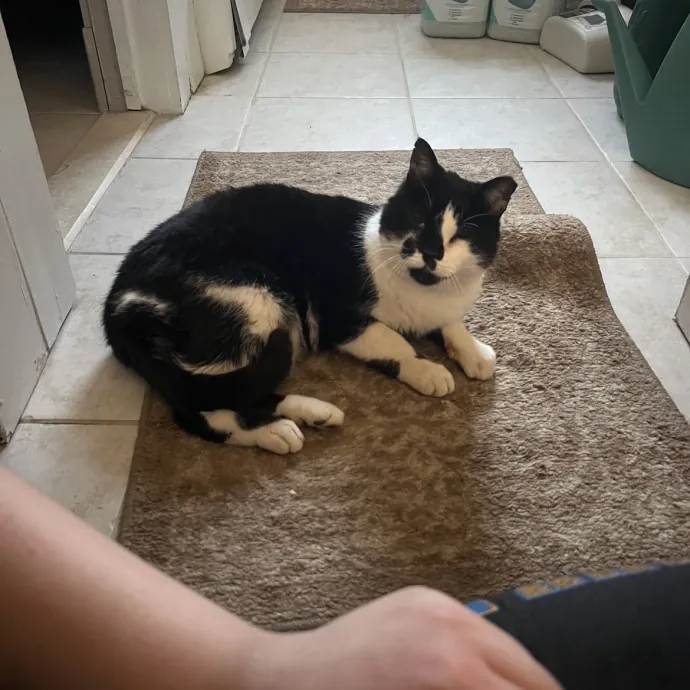 Dedicated Cat Caretaker