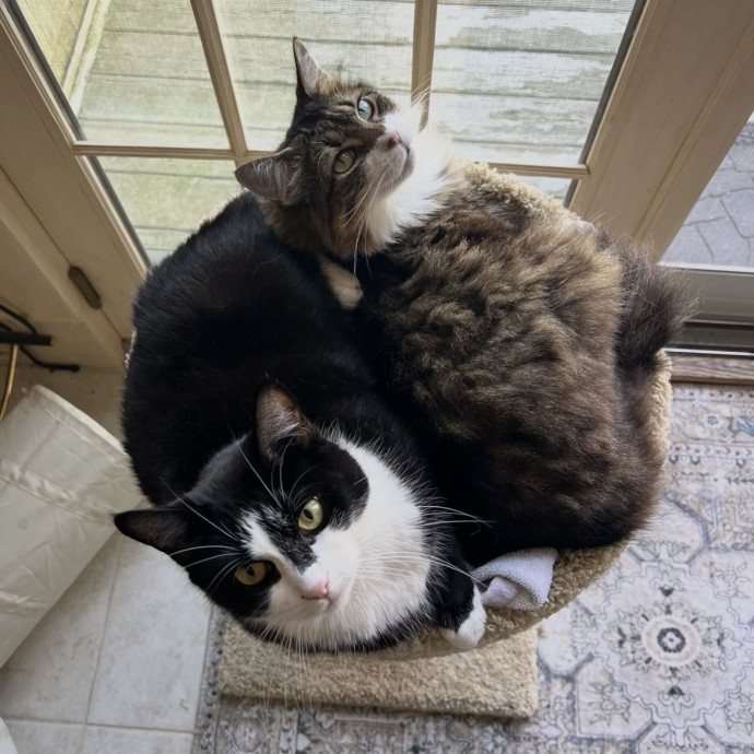 Dedicated Cat Caretaker
