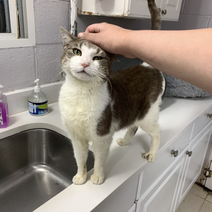 Dedicated Cat Caretaker photo 3