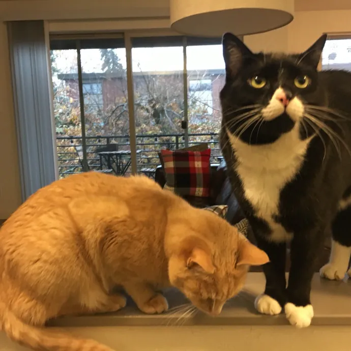 Kelly's Foco Cat Sitting