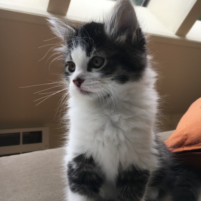 Kelly's Foco Cat Sitting