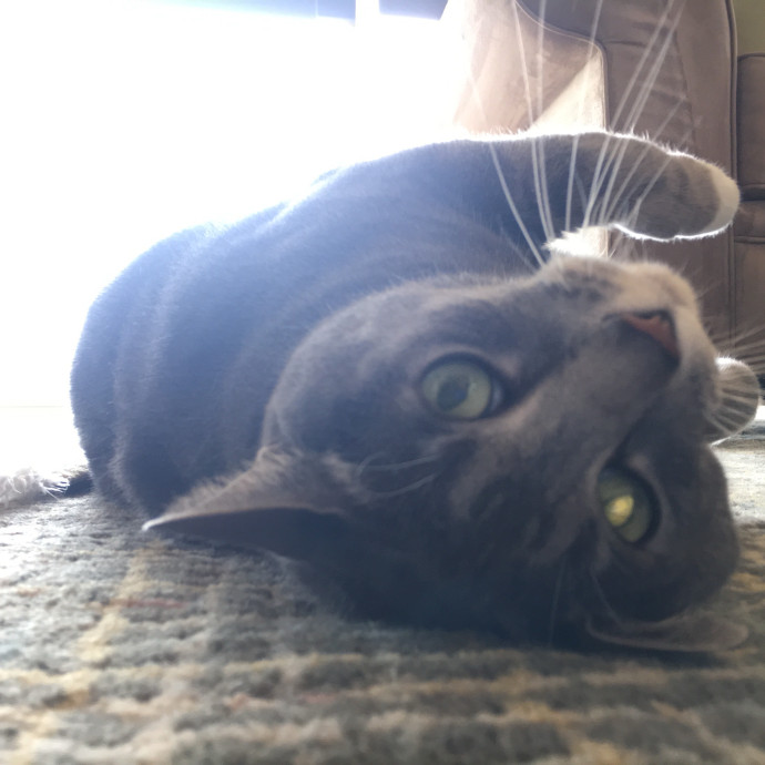 Kelly's Foco Cat Sitting